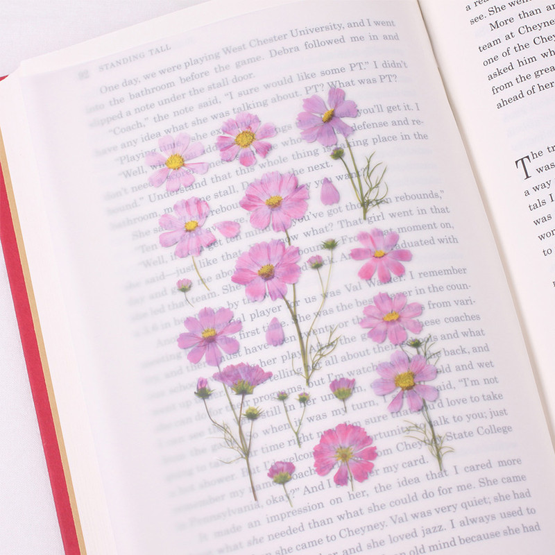 Appree Cosmos Pressed Flower Sticker