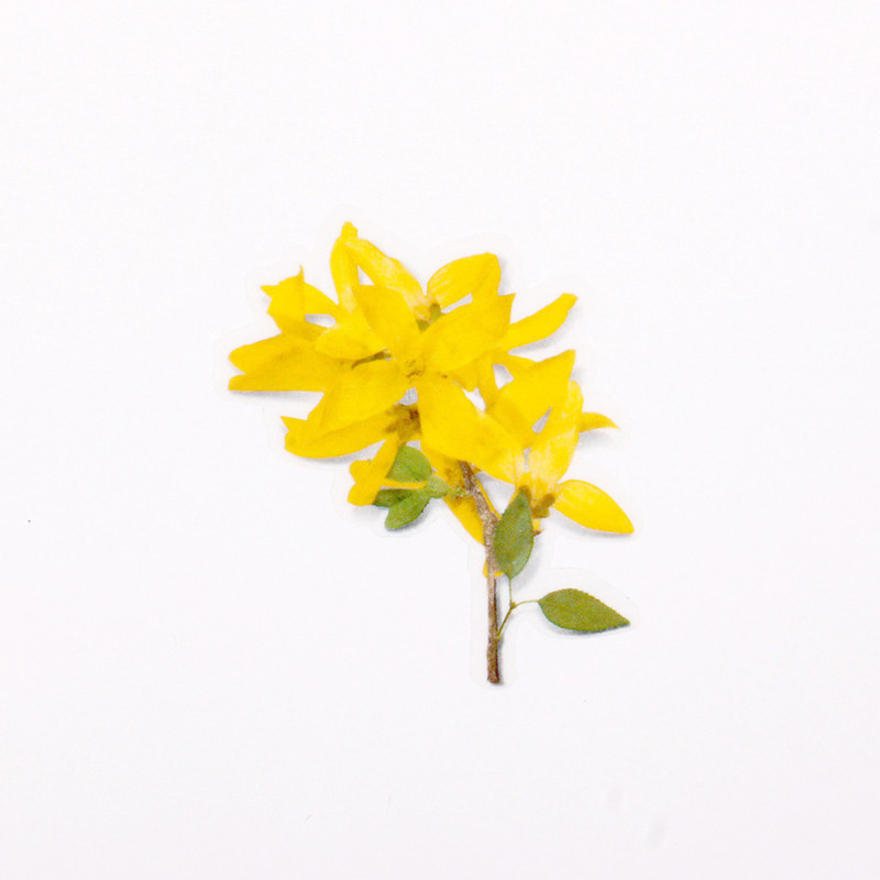 Appree Forsythia Pressed Flower Sticker