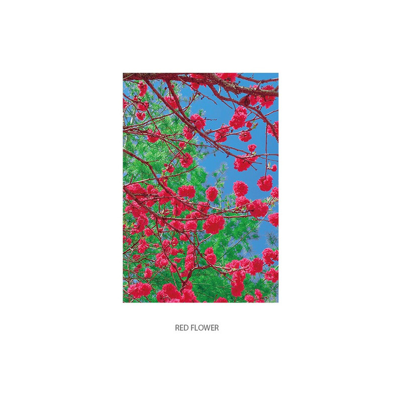 Option - Todaygoods Today Jeju Post Card