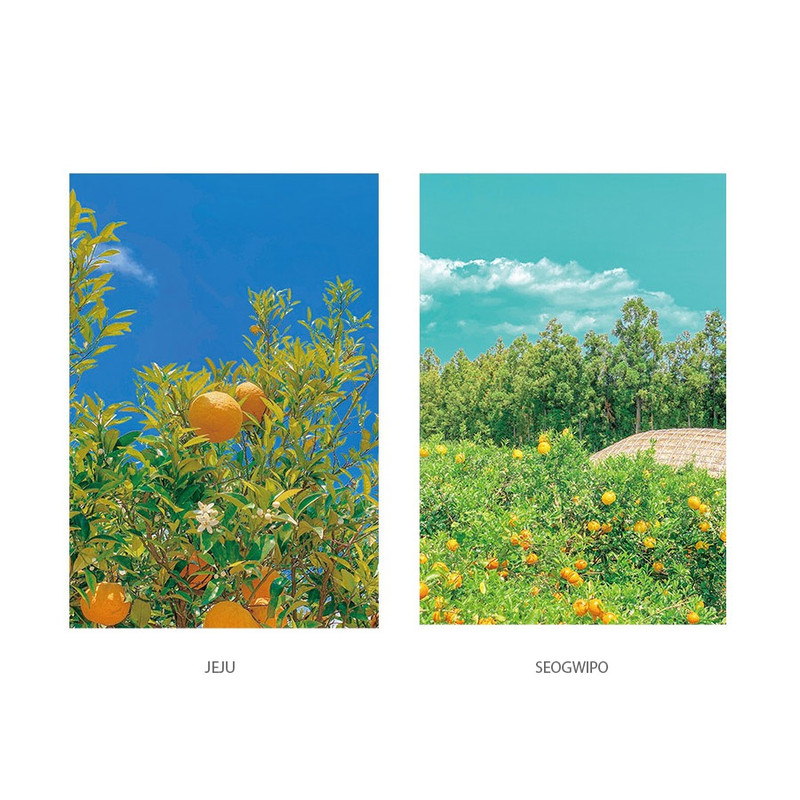 Option - Todaygoods Today Jeju Post Card