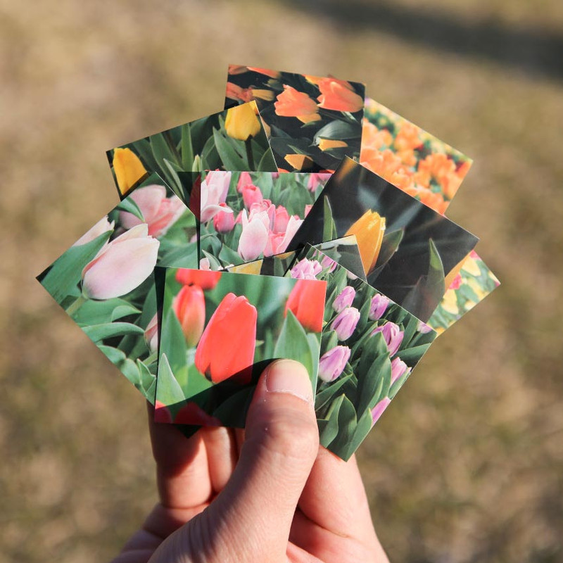 Mingkit Tulip Paper Sticker Pack Mingkit Tulip Paper Sticker Pack