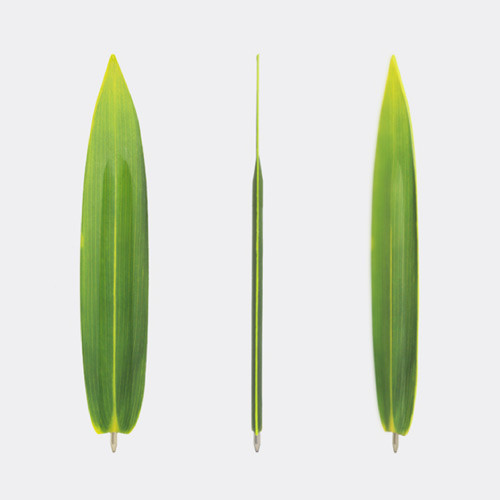 Bamboo leaf bookmark black ballpoint pen