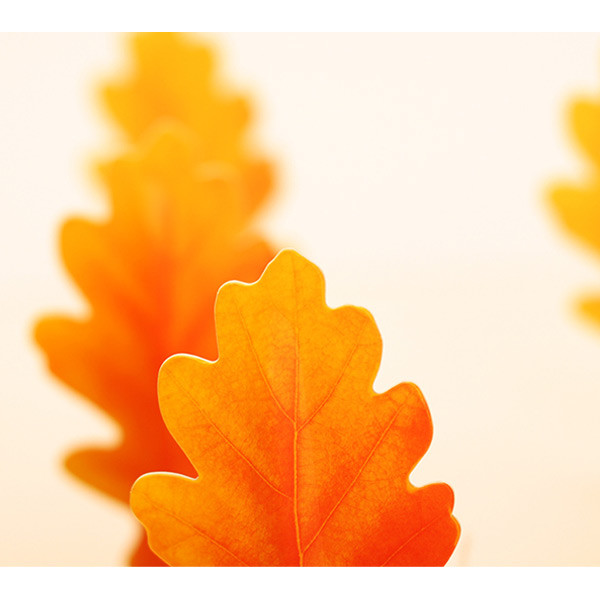 Acorn leaf bookmark black ballpoint pen