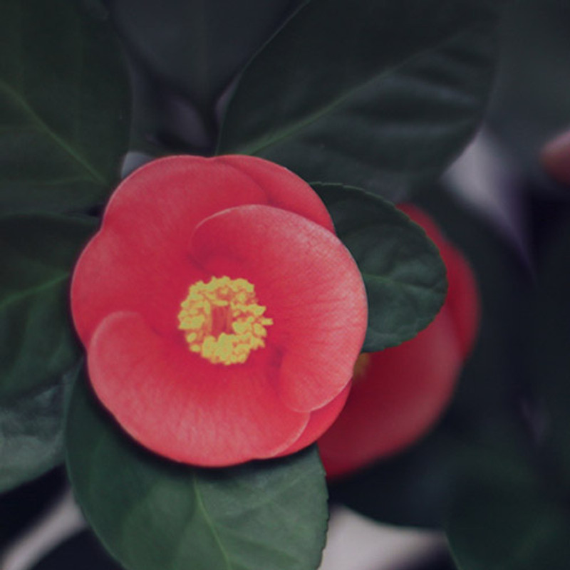 Camellia leaves magnet set Camellia leaves magnet set