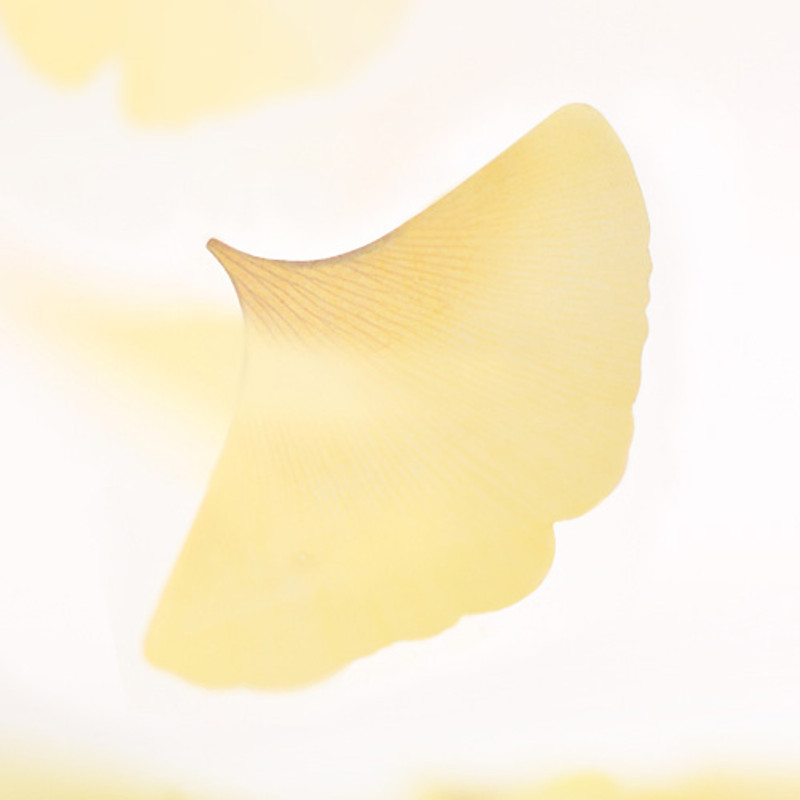 Ginkgo leaf transparent sticky memo notes Small  Ginkgo leaf transparent sticky memo notes Small