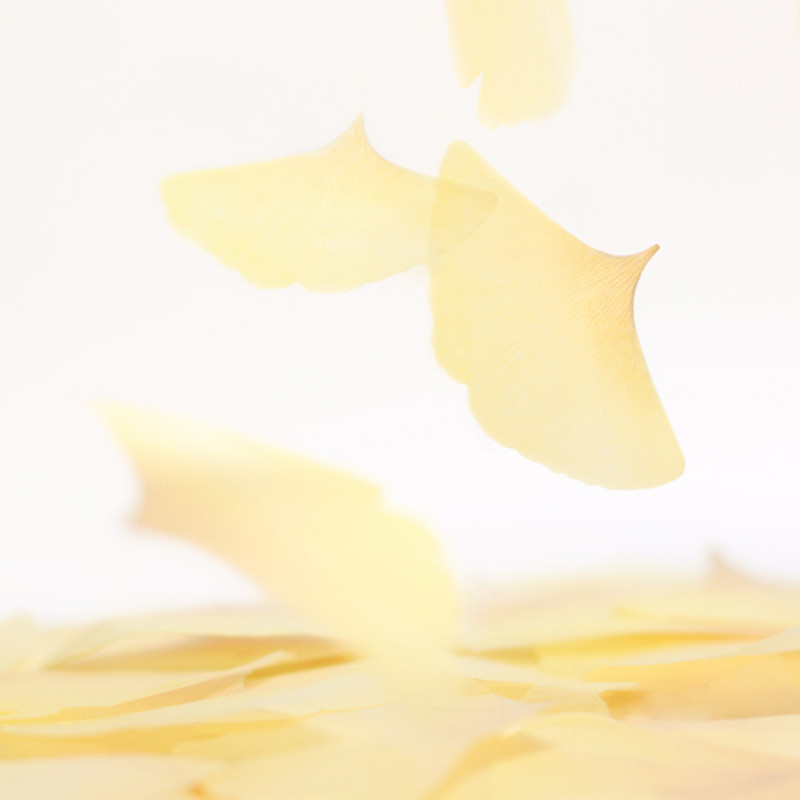 Ginkgo leaf transparent sticky memo notes Small  Ginkgo leaf transparent sticky memo notes Small