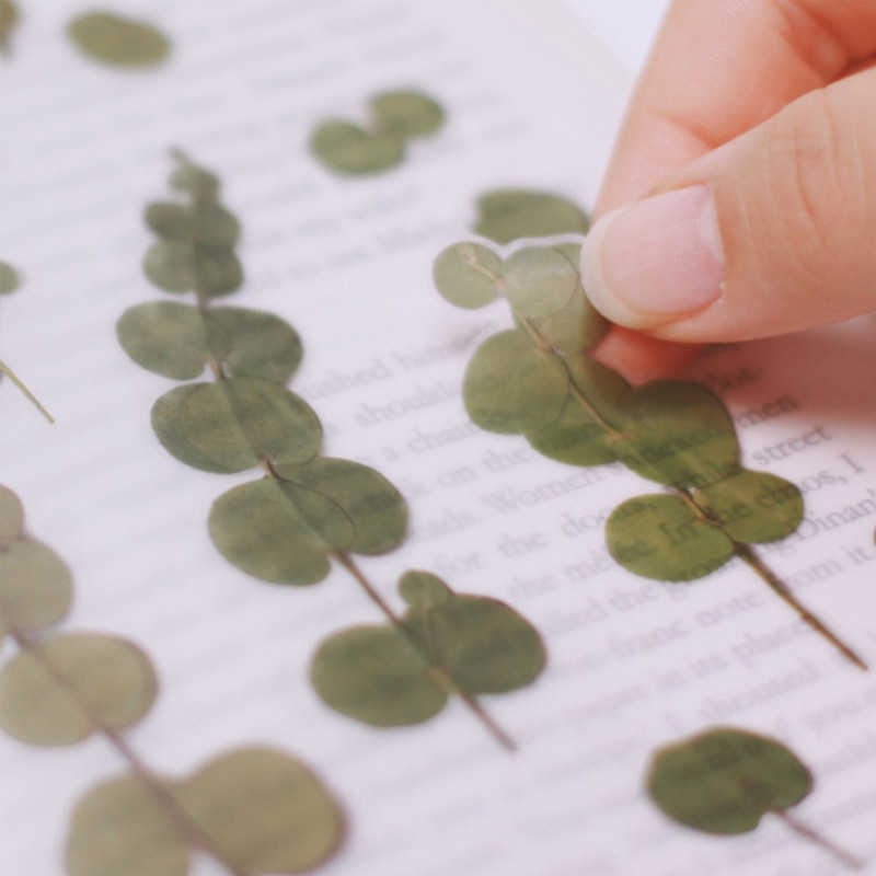 Detail of Eucalyptus press flower deco sticker