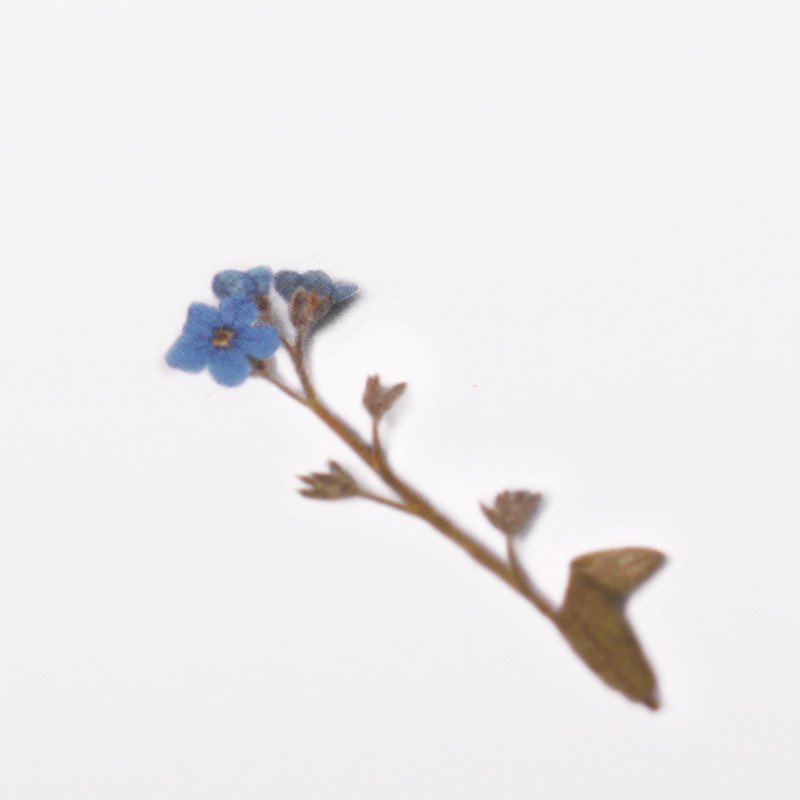 Detail of Forget me not press flower deco sticker Detail of Forget me not press flower deco sticker