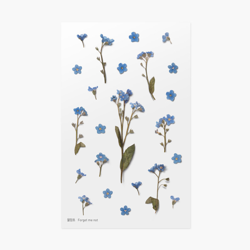 Forget me not press flower deco sticker Forget me not press flower deco sticker