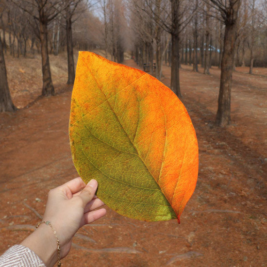 How to use - ABJECTION Tree leaf 3 cards set