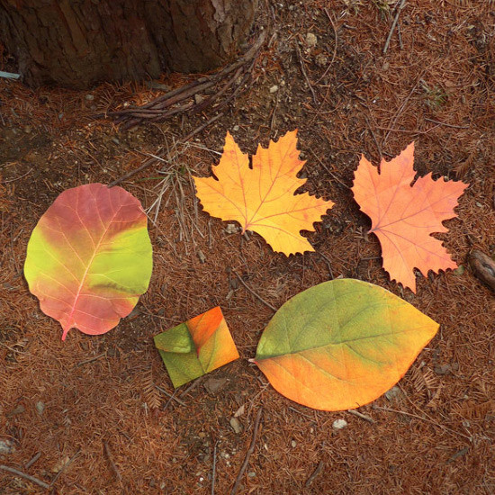 ABJECTION Tree leaf 3 cards set