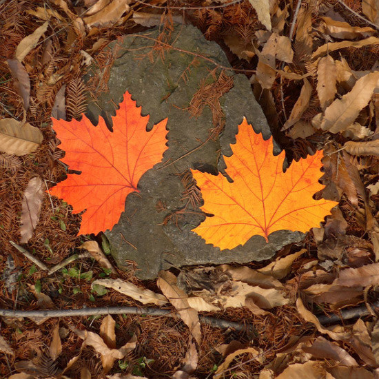 Example of use - ABJECTION Tree leaf 3 cards set