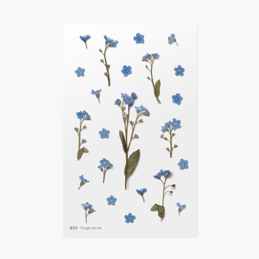 Appree Forget Me Not Press Flower Deco Sticker Fallindesign