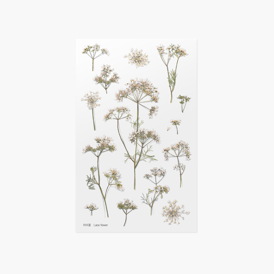Appree Lace flower pressed flower sticker