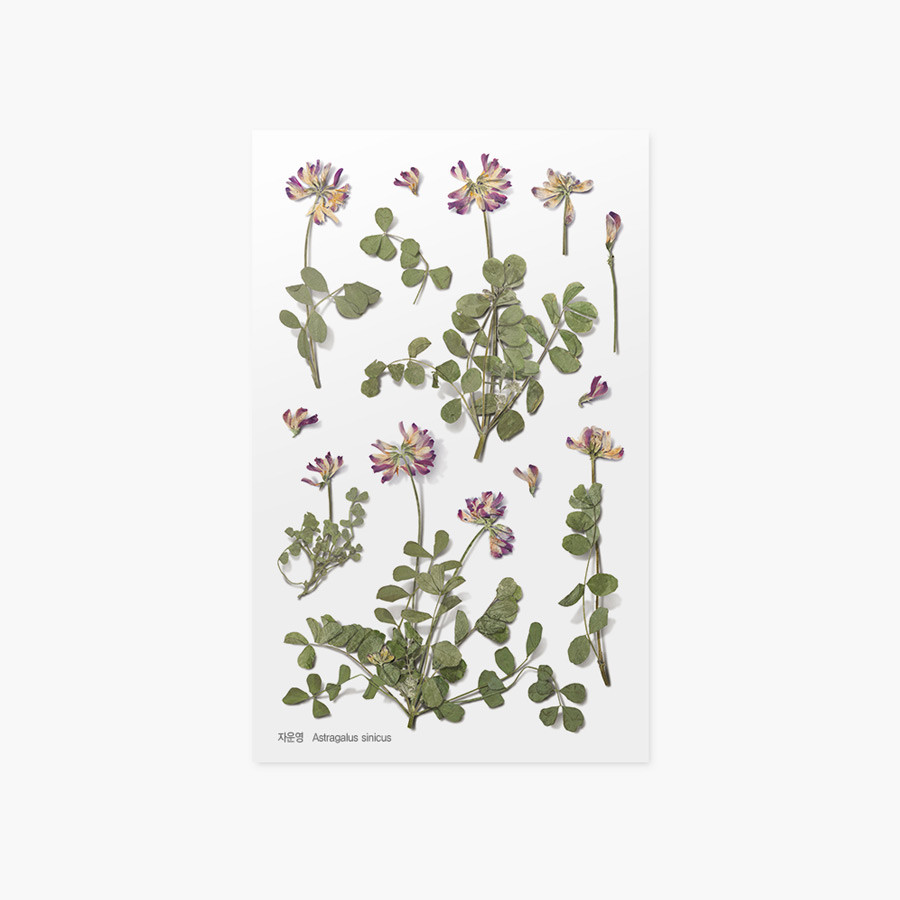 Appree Astragalus sinicus pressed flower sticker