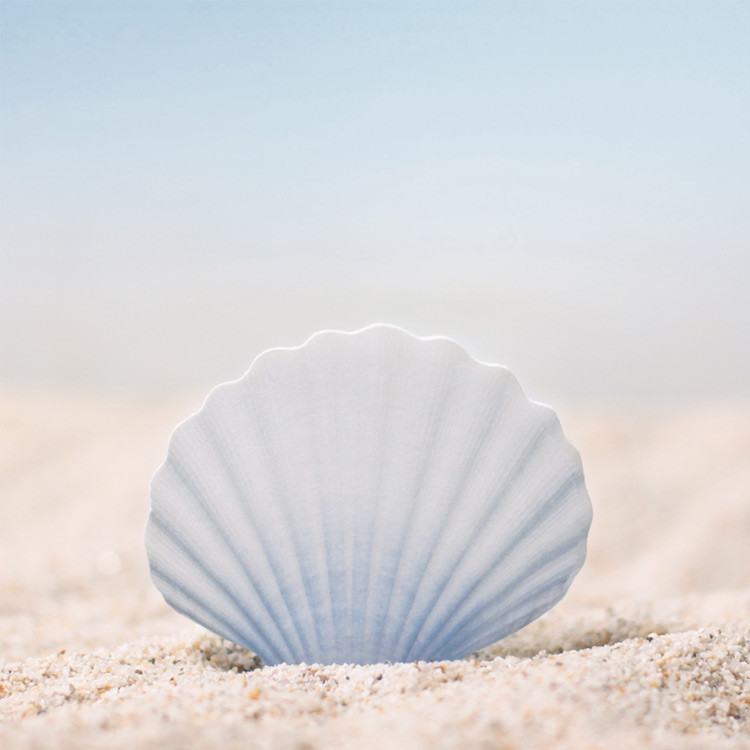 Appree Scallop sticky memo notes Small