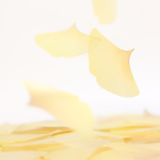 Ginkgo leaf transparent sticky memo notes Medium