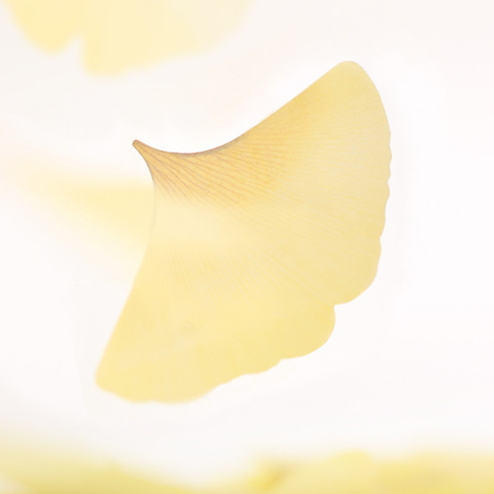 Ginkgo leaf transparent sticky memo notes Large 