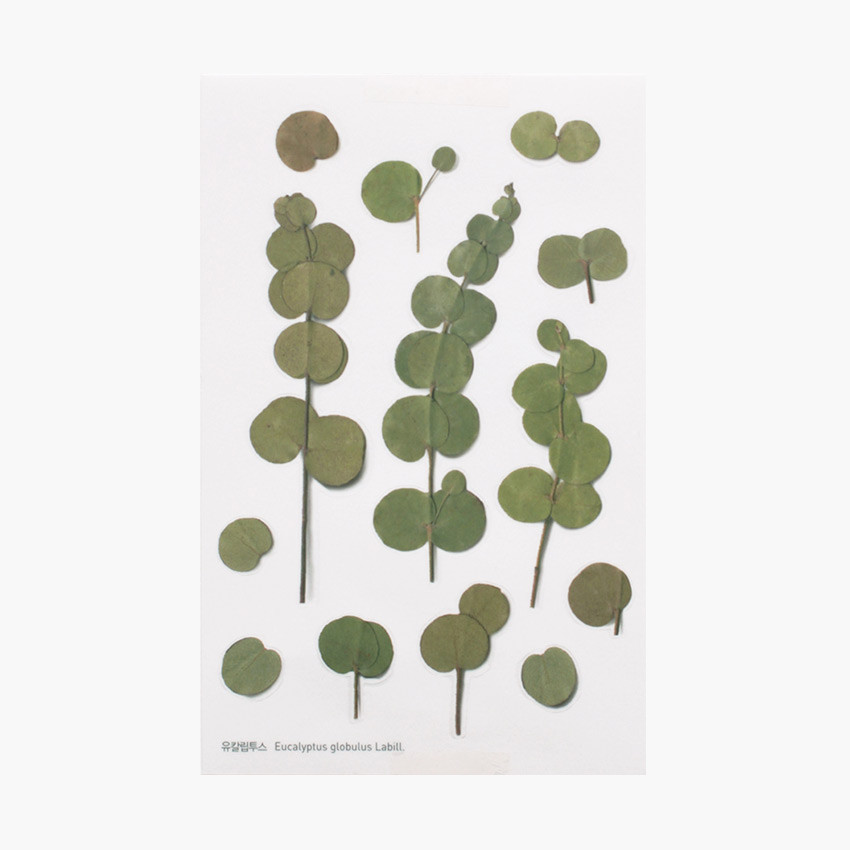 Eucalyptus press flower deco sticker
