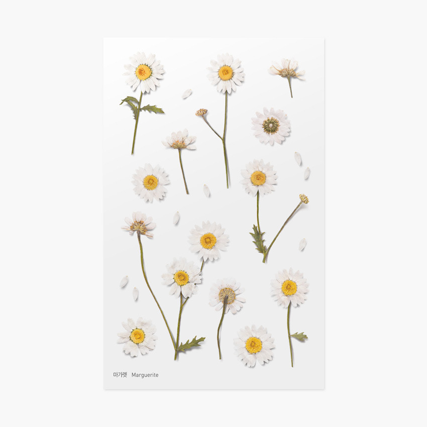 Marguerite press flower deco sticker