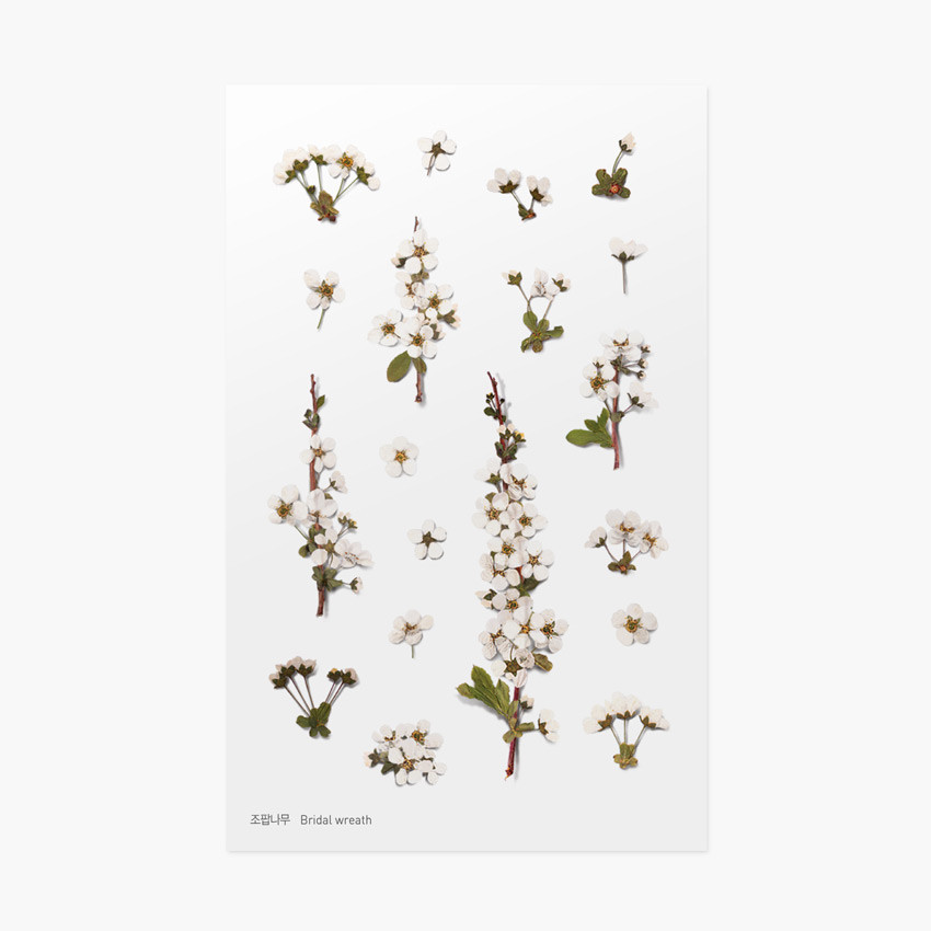 Bridal wreath press flower deco sticker