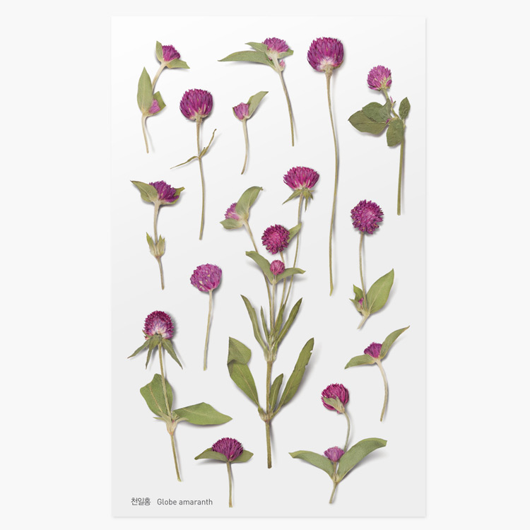 Appree Globe amaranth pressed flower deco sticker