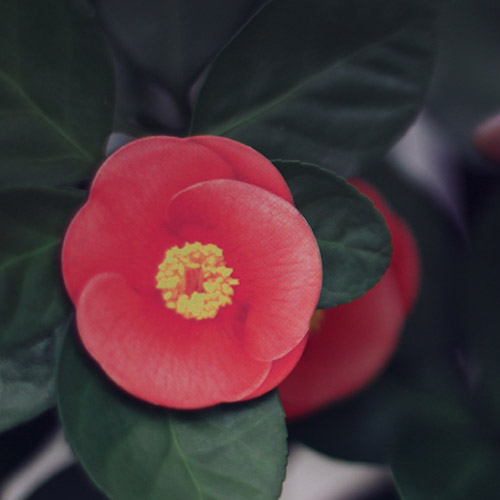 Appree Camellia magnet set