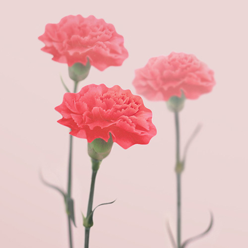 Appree Carnation magnet set