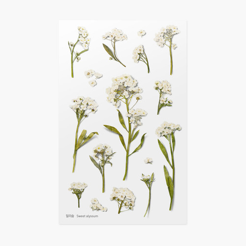 Assorted Botanical Pack | Everyday Card | Cute Root