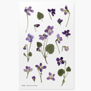 Appree Manchurian violet press flower stickers