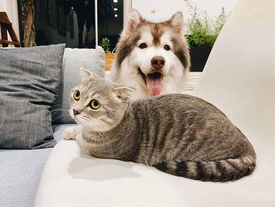 The holiday season is a stressful but it can also be a dangerous season for pets.