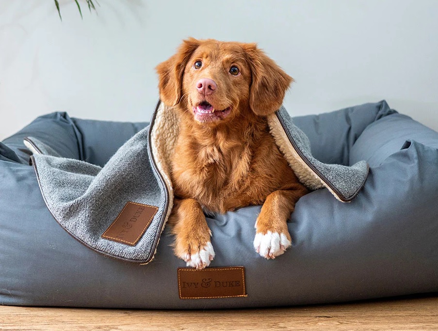 Every pet owner tries to give their pet the best possible life by providing nutritious.