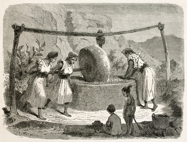 A Brief History Of Olive Oil
