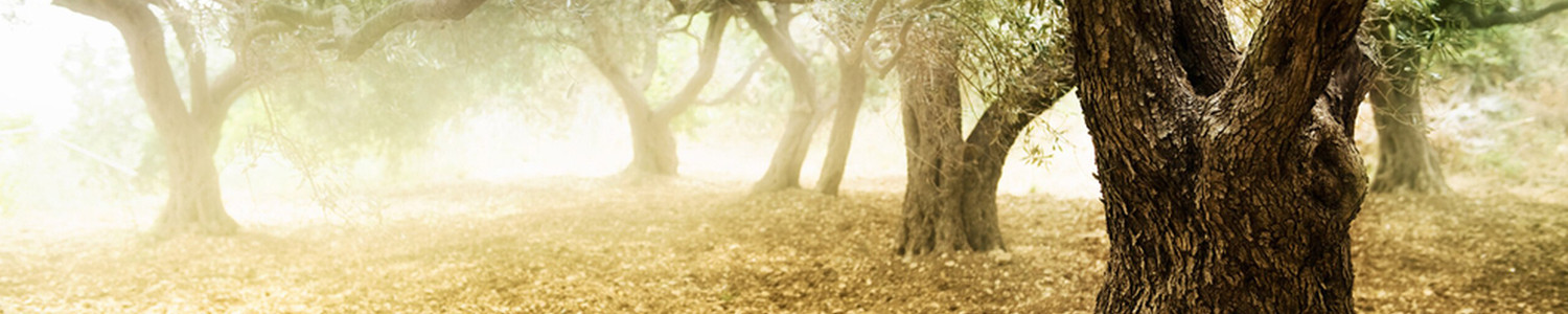 Award Winning Olive Oil & More Lodi Olive Oil