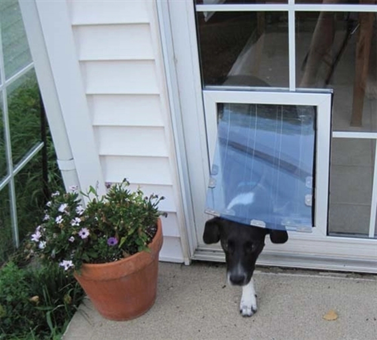 Installing a doggy hot sale door in glass