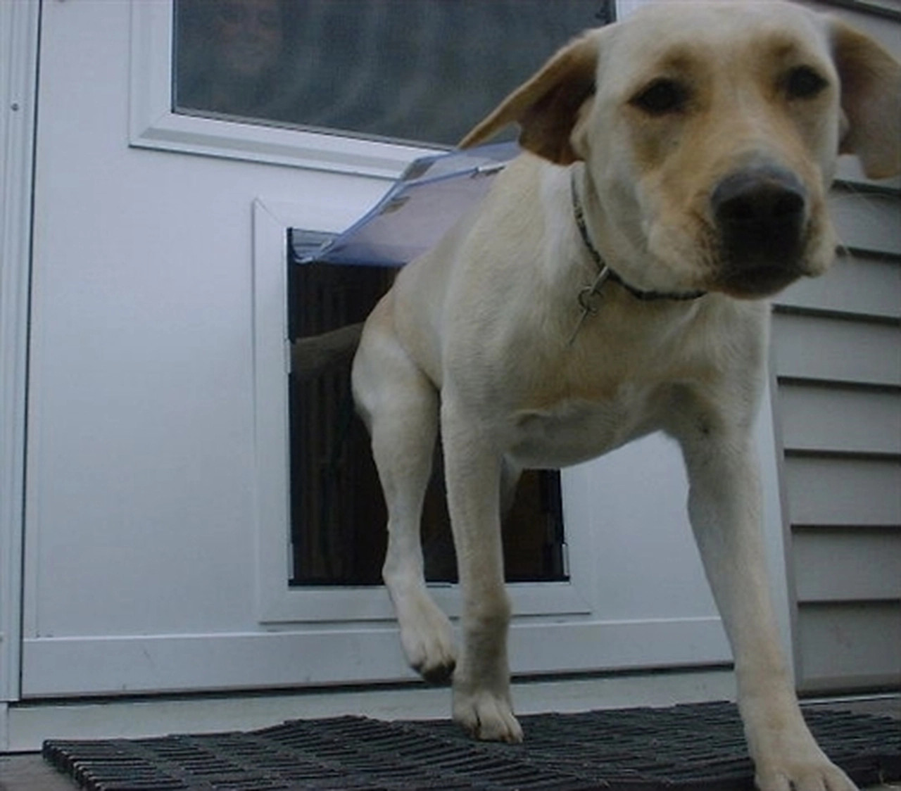 MaxSeal High Performance Pet Doors for Doors Storm Door Insulated Dog