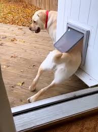 What Happens When a Pet Door Becomes the Weakest Part of Your Home?