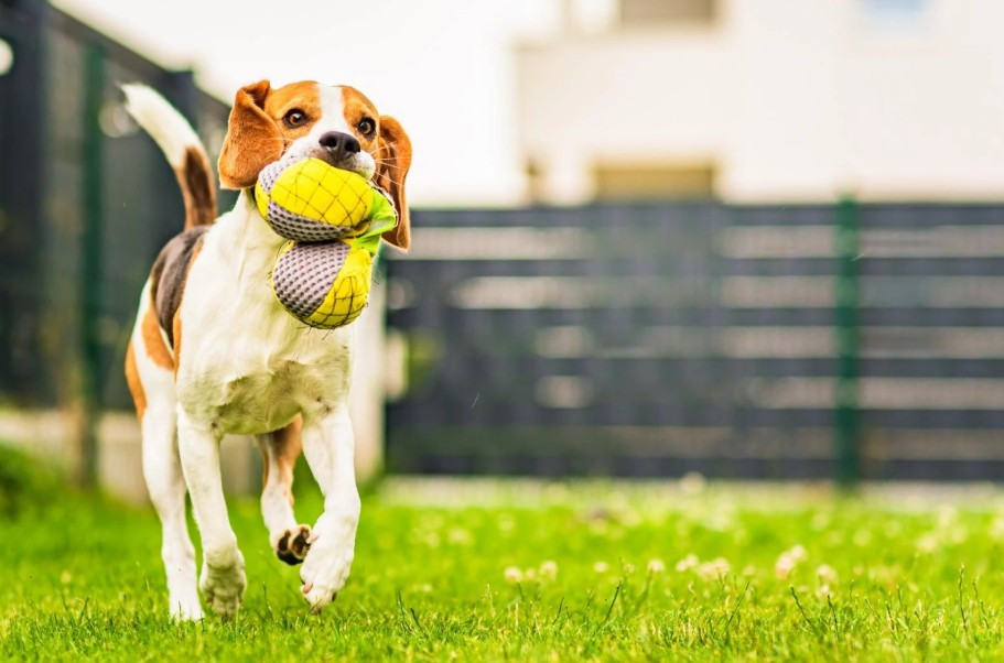 The Hidden Benefits of Giving Your Dog More Time Outdoors