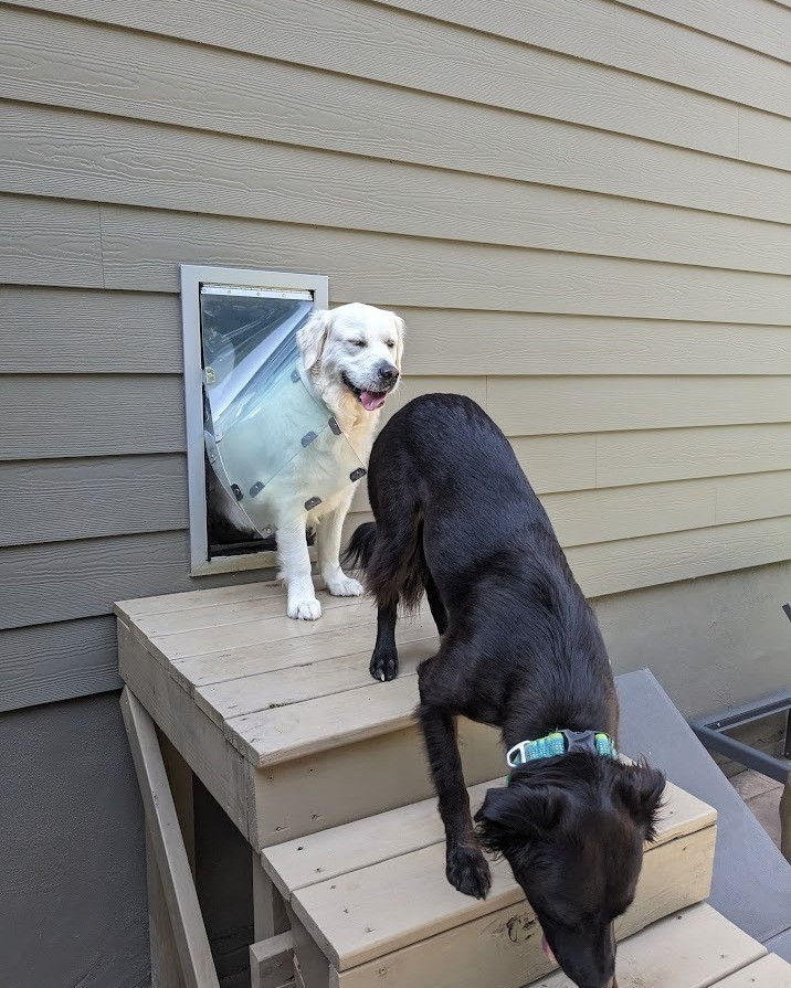 Single-Flap vs Dua-Flap Pet Doors: Which One Is Right for Your Home?