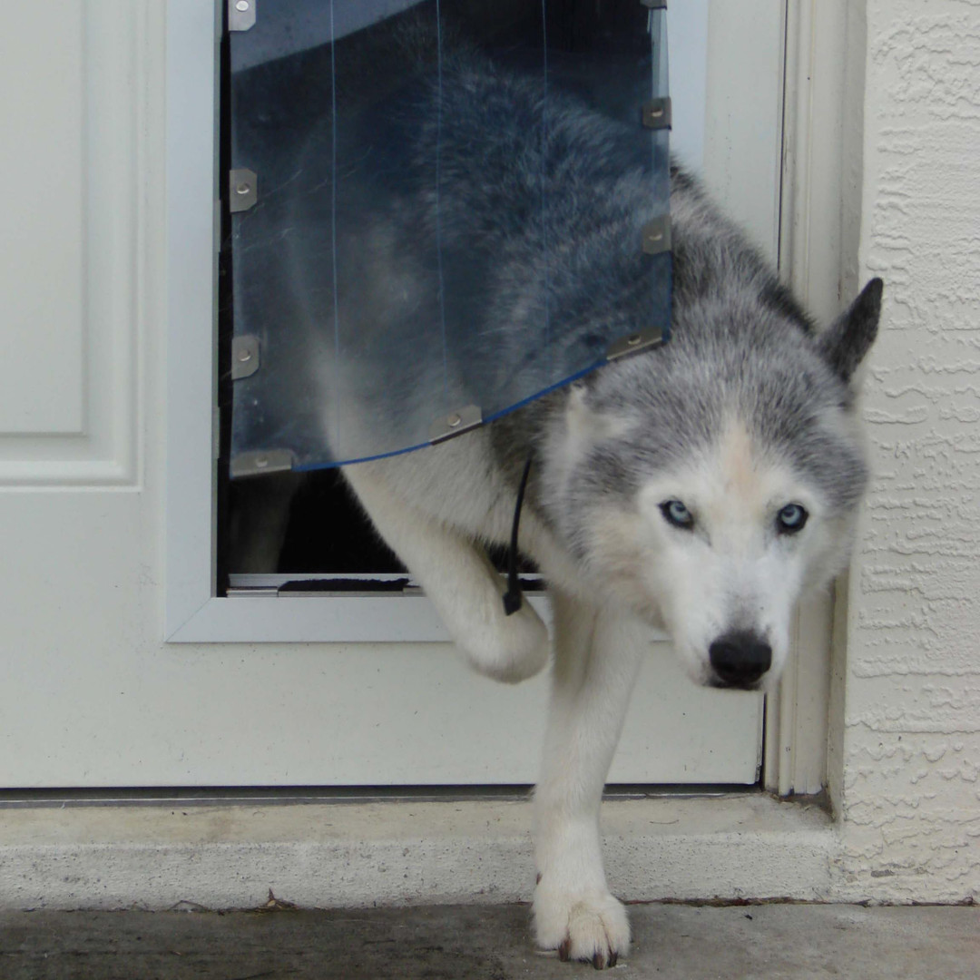 How to Choose the Best Pet Door for Large Dogs