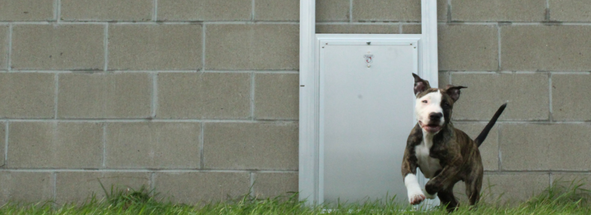 Residential vs Commercial Pet Doors: What’s the Difference and Why It Matters