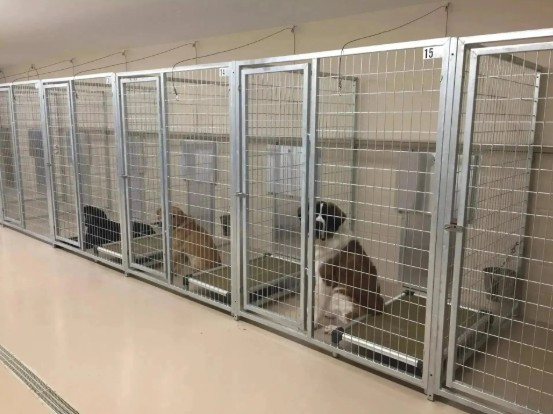 Why Professional Kennels and Boarding Facilities Choose Commercial-Grade Pet Doors