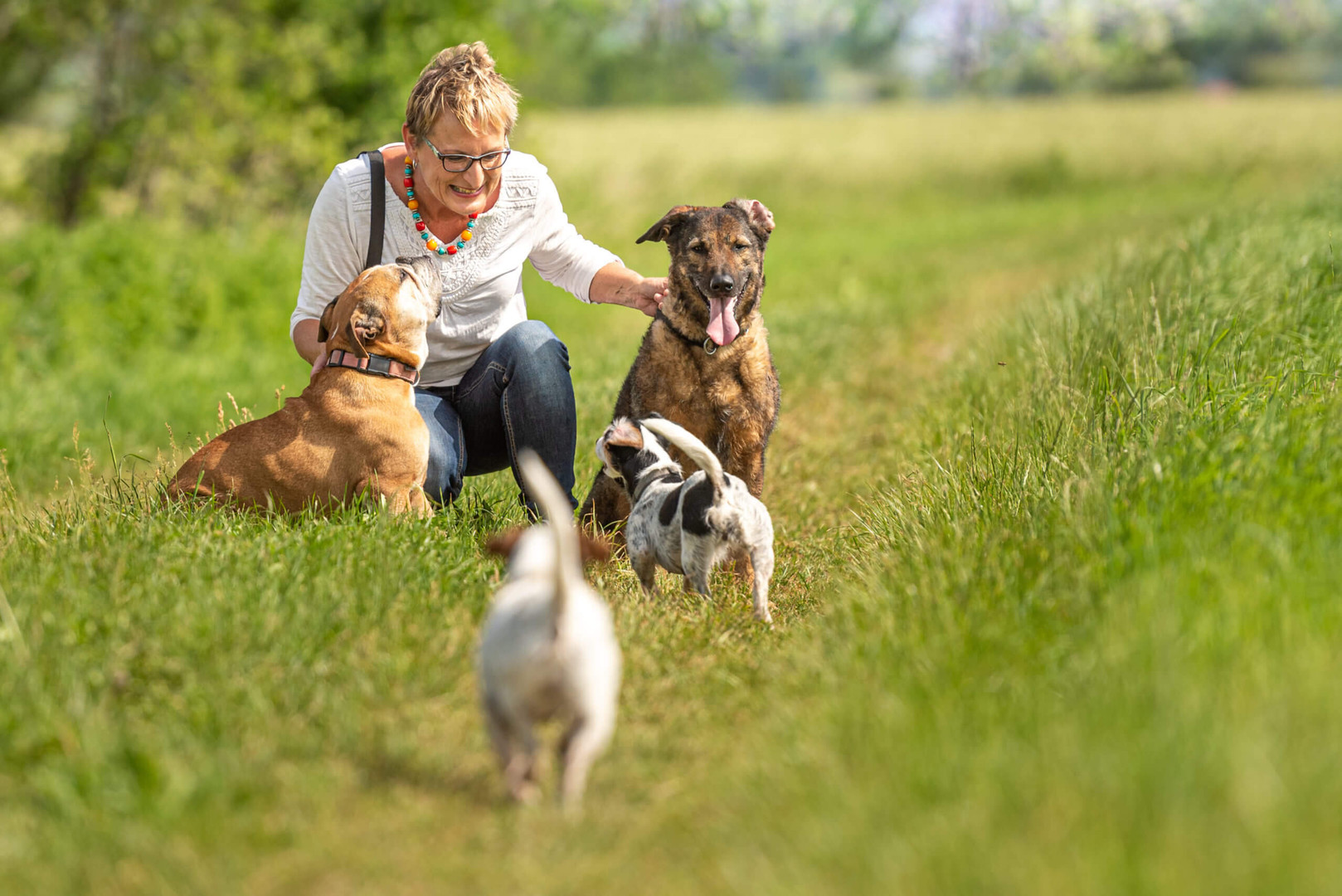 Why High-Traffic Households Need a Heavy-Duty Pet Door