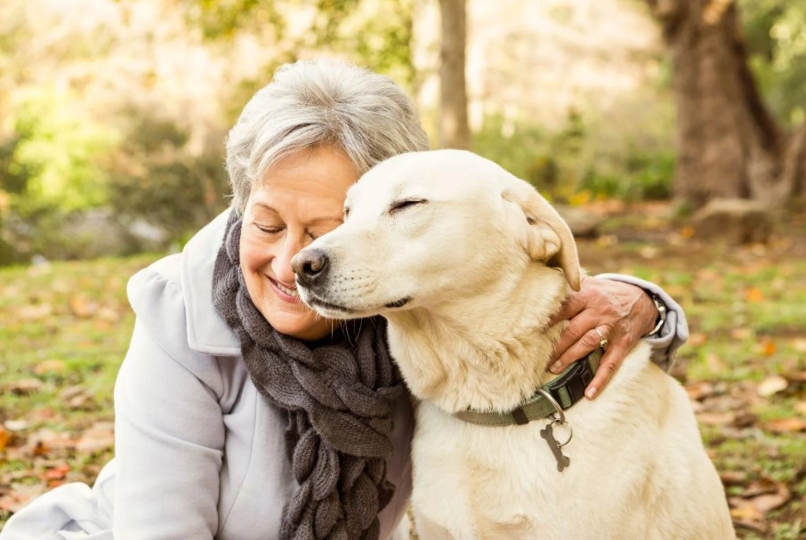 Why a Pet Door Is One of the Best Investments You Can Make for an Aging Dog