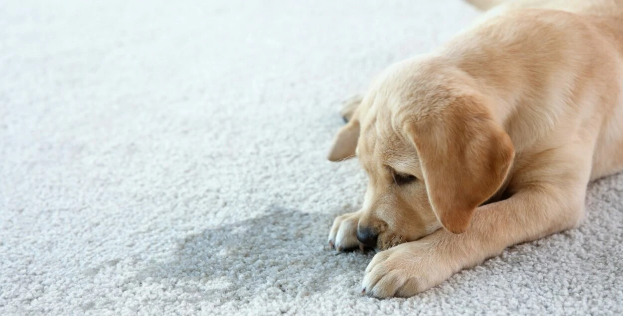 How Pet Doors Help Prevent Accidents and Protect Your Floors