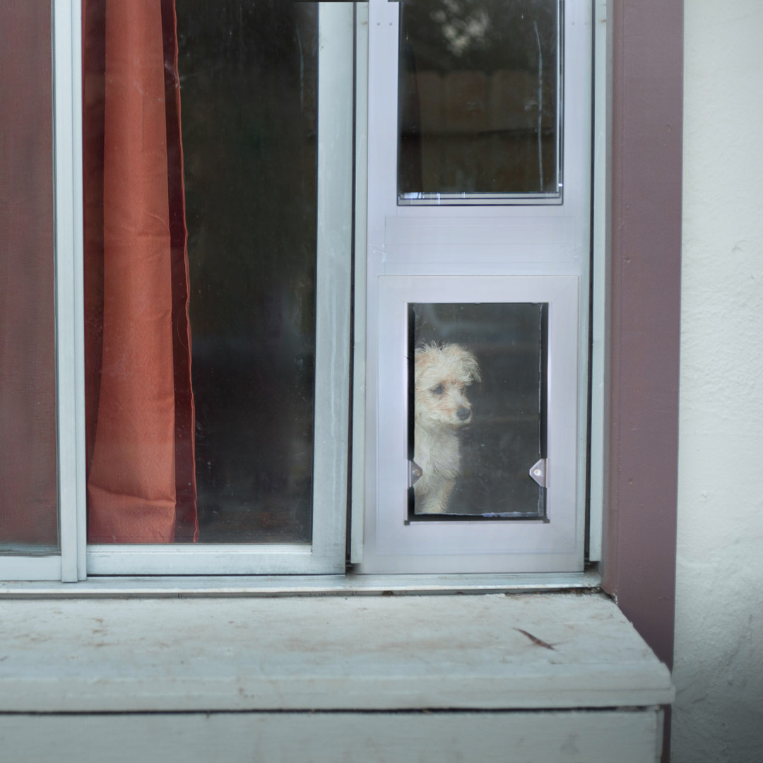 The Best Pet Door Options for Renters Security Boss Pet Doors