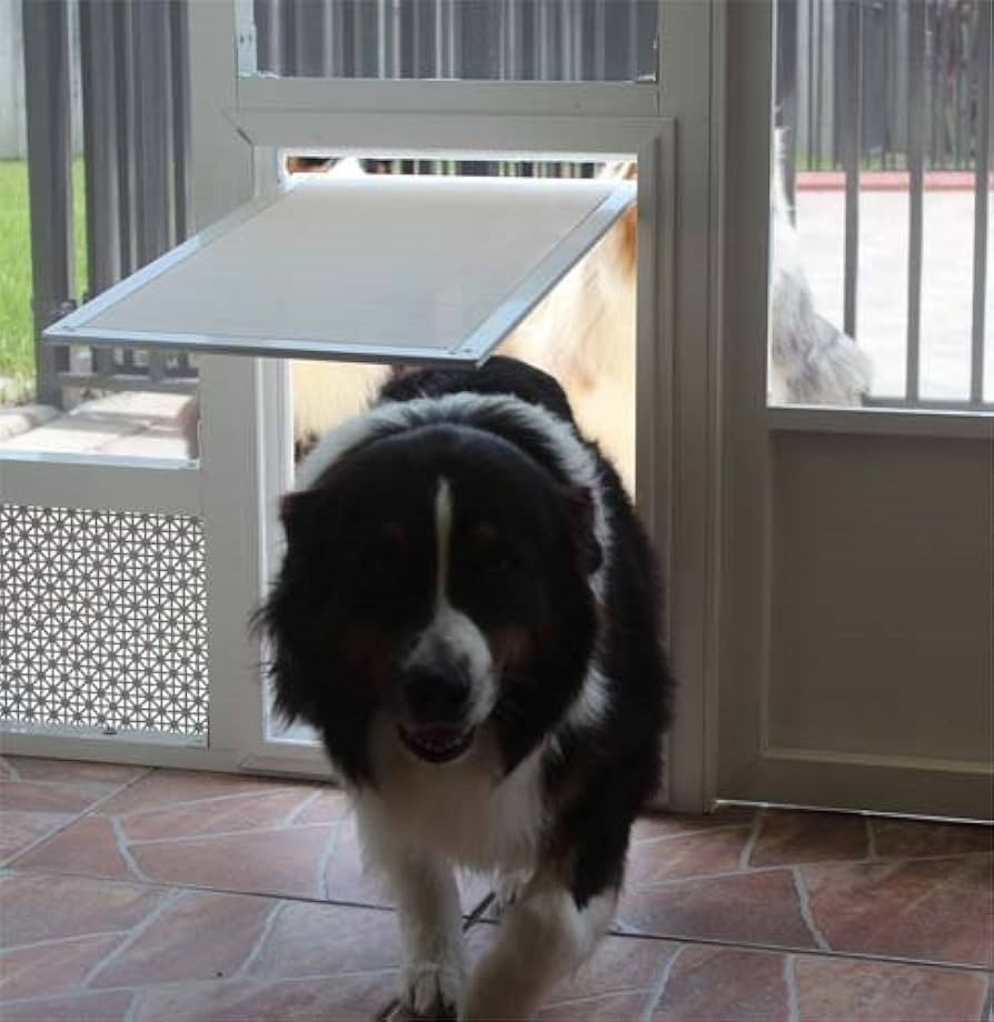 Why the Best Pet Door Is the One You Never Have to Think About