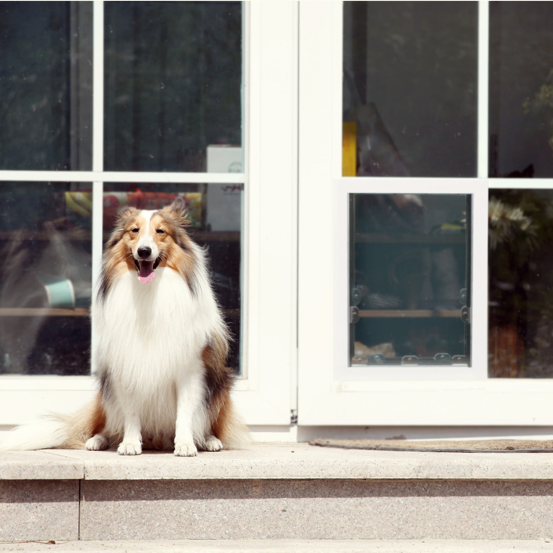 Insulated Dog Door | Beat The Summer Heat!