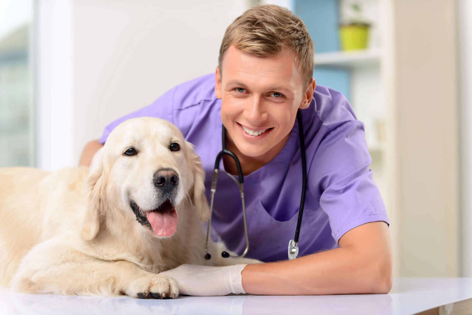 Why More Veterinarians Recommend Giving Dogs Independent Outdoor Access
