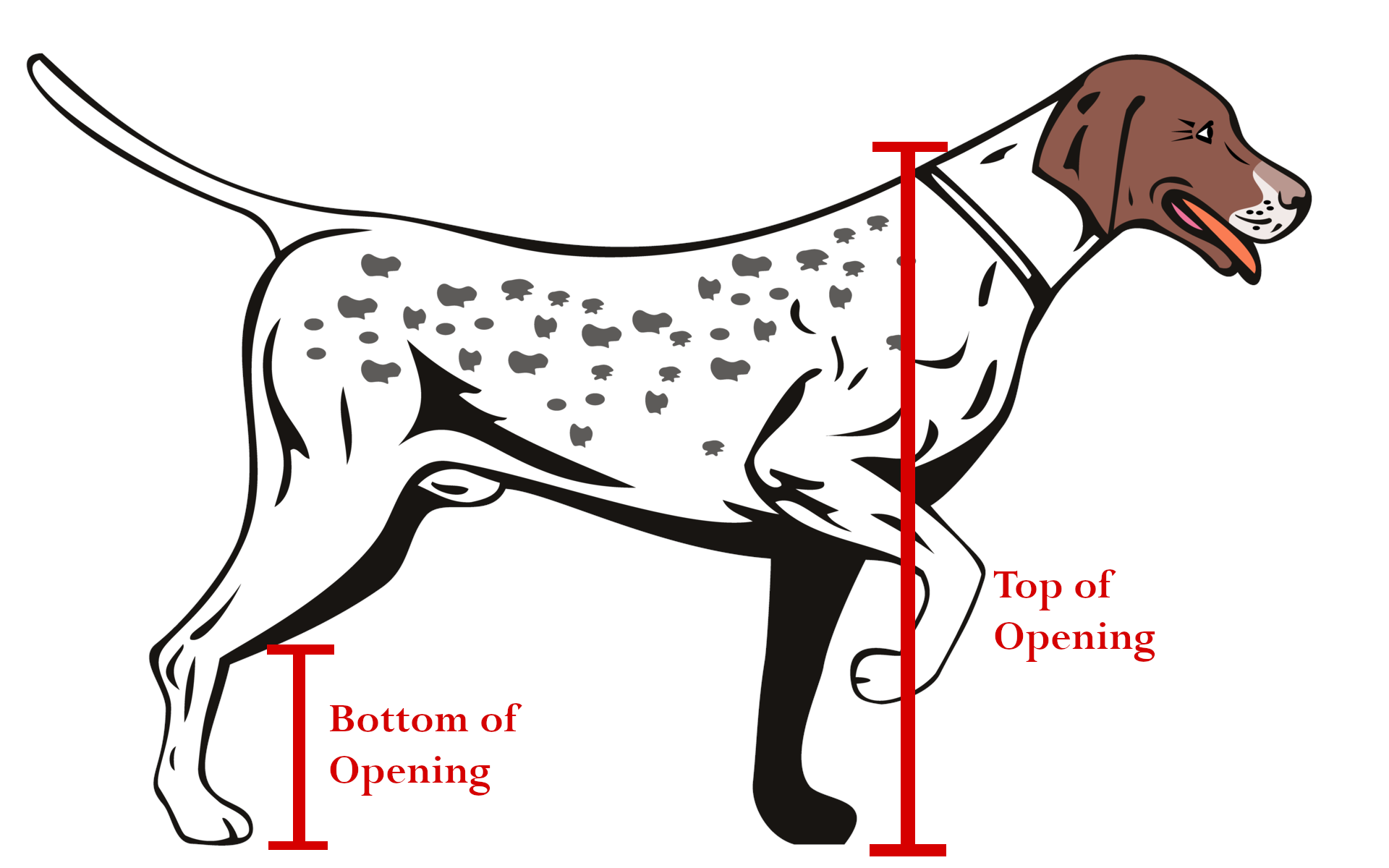 [photo] How to Measure your pet for a Proper Pet Opening